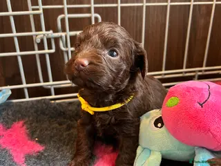 Maltipoo dogs Chocolate & tan Maltipoos (TOY!) - Advert 16