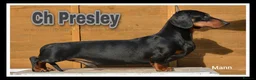 Dachshund dogs for sale: Champion Sired Standard Smooth puppies  - Advert 3