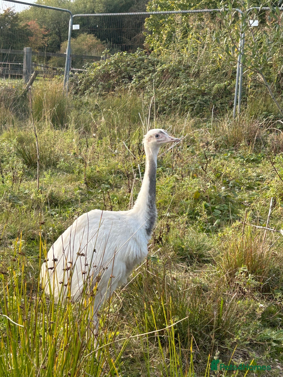 Mixed Breed poultry for sale: Mixed Poultry for Sale (See Description) - Advert 13