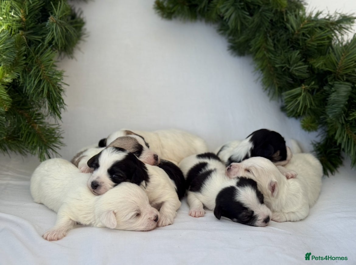 Mixed Breed dogs Maltese cross puppies  - Advert 1