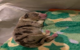 Border Collie dogs for sale: 3 beautiful collie puppies  - Advert 3