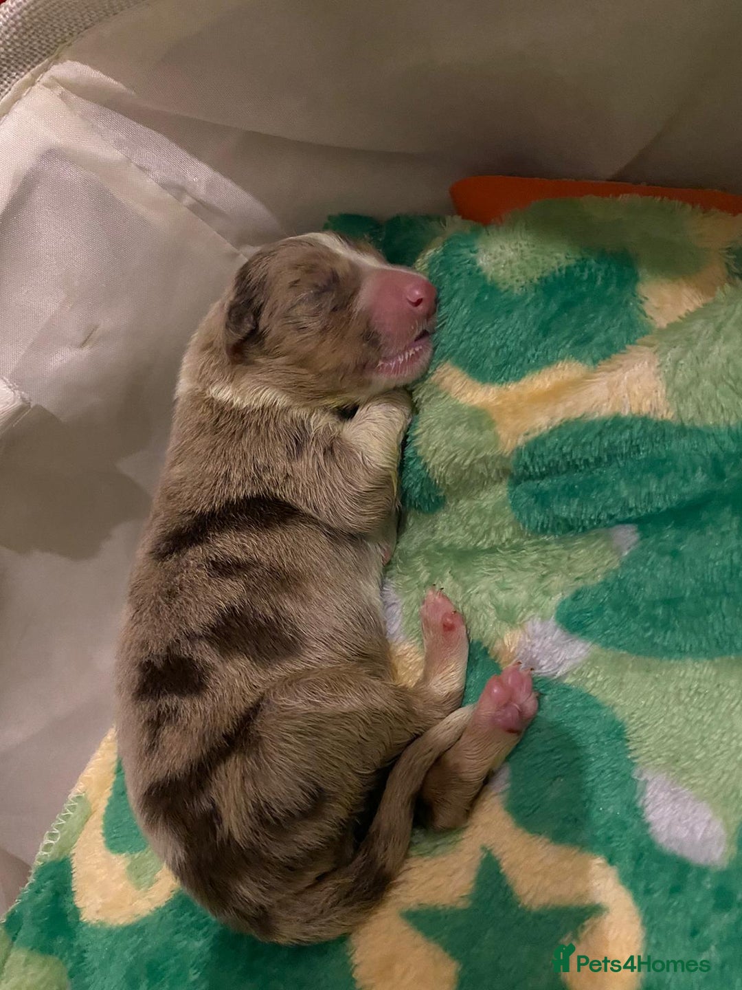 Border Collie dogs for sale: 3 beautiful collie puppies  - Advert 3