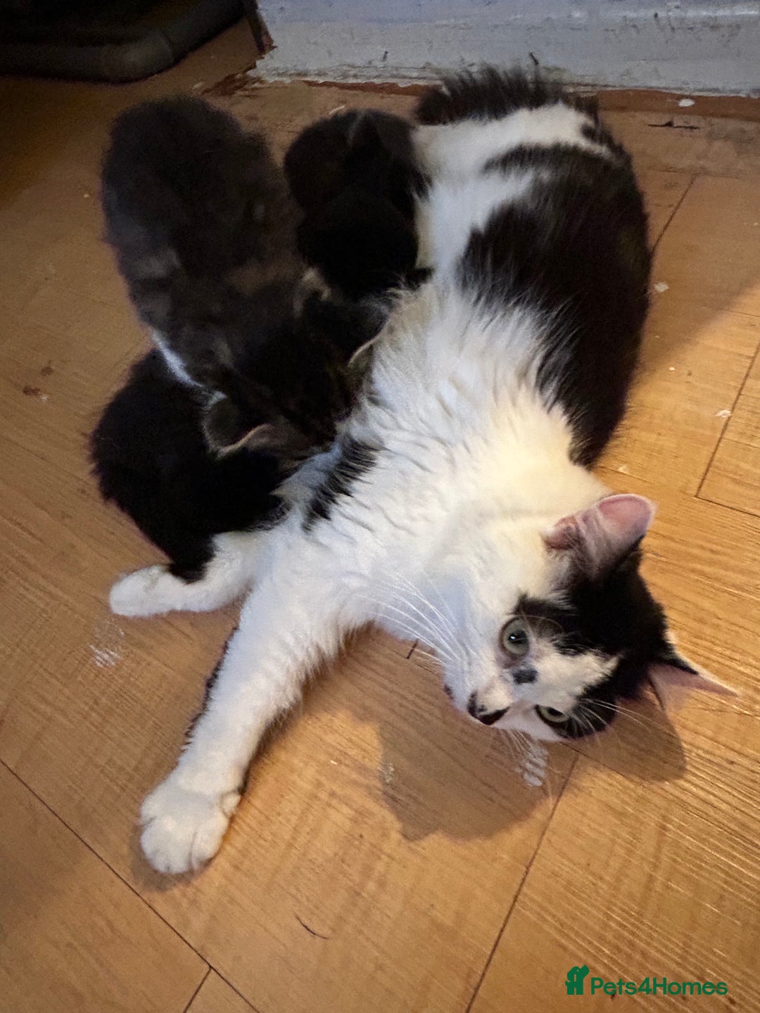 Mixed Breed cats for sale: 3 adorable kittens  - Image 4