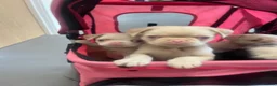 Pug dogs for sale: Stunning unique pug puppies - Advert 10