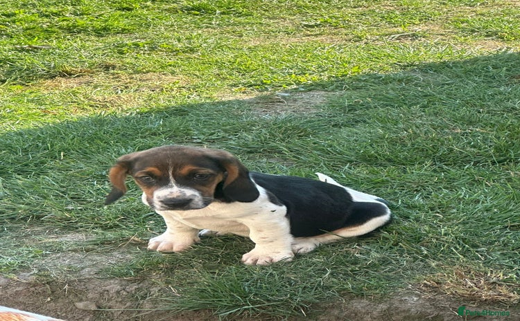 Basset Hound dogs - Advert 1