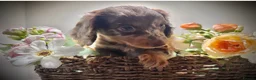 Miniature Dachshund dogs for sale: 🤎Quality miniature longhair dachshunds🤎  - Advert 4