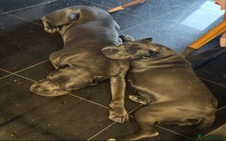 Cane Corso dogs for sale: 💎STUNNING Cane corso puppies 💎 - Image 13