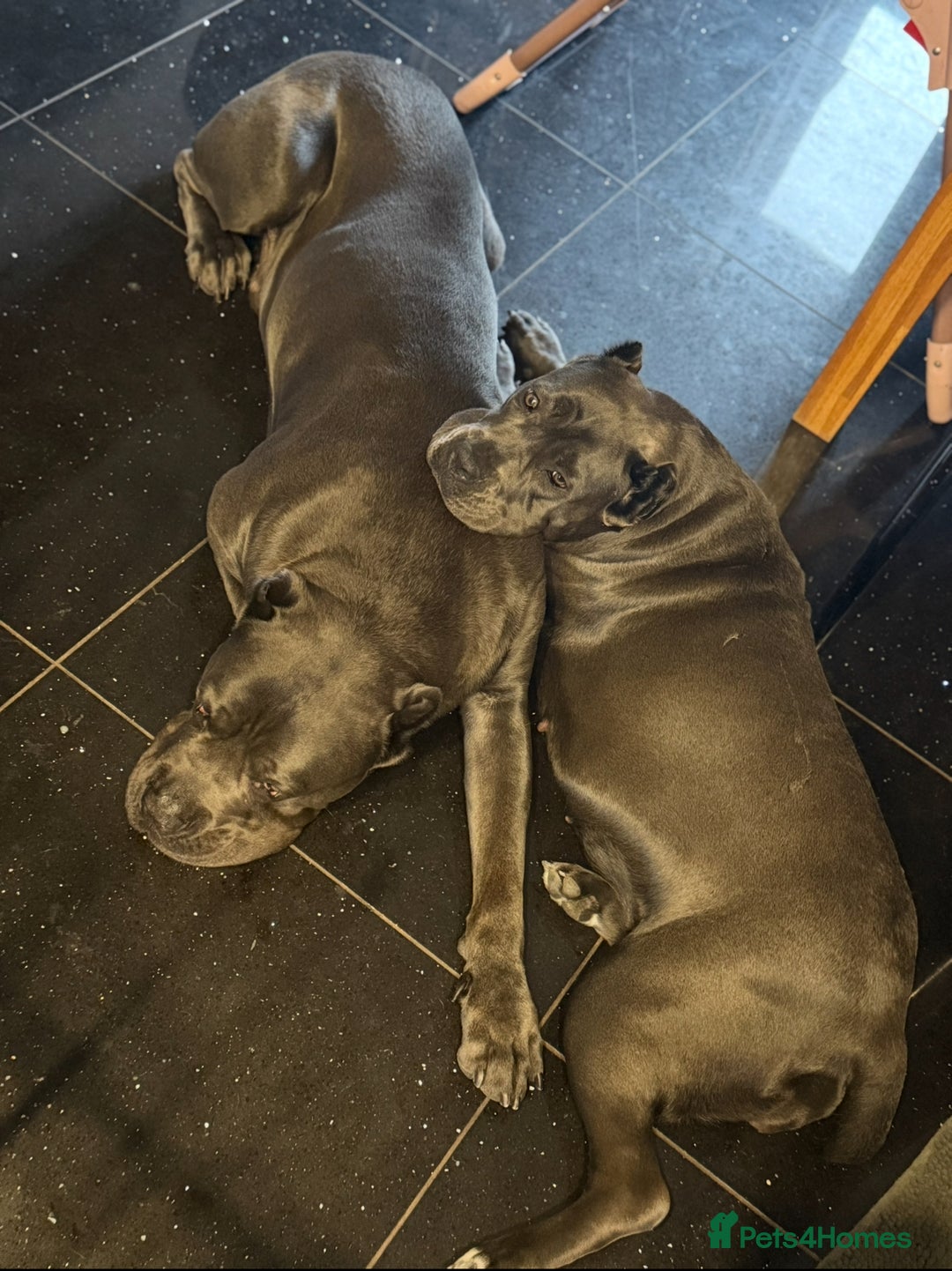 Cane Corso dogs for sale: 💎STUNNING Cane corso puppies 💎 - Image 13
