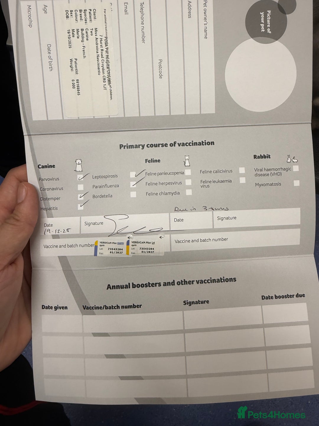 French Bulldog dogs for sale:  **  SPECIAL  **  PROMOTION  **  Ready To go ! - Advert 12