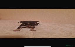 Chihuahua dogs for sale: Puppies  - Advert 3
