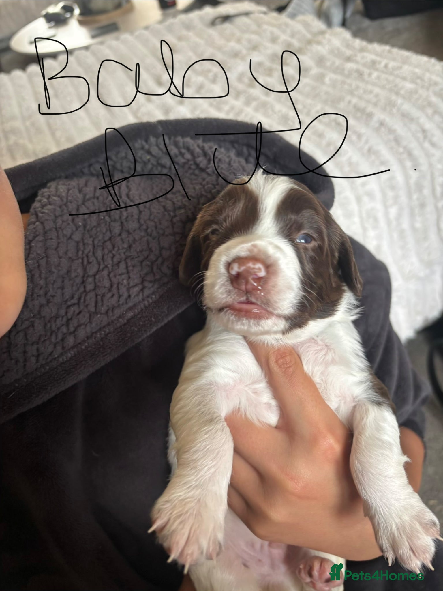 English Springer Spaniel dogs Beautiful litter of English Springer Spaniels - Advert 3