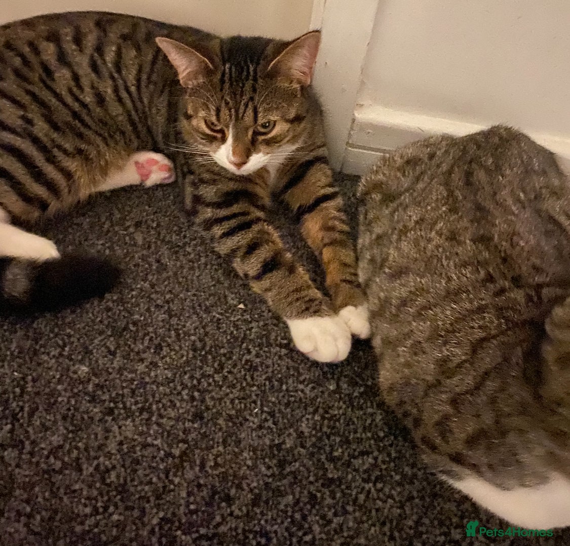 Mixed Breed cats Rooney - 8 month old male kitten. Tabby breed. - Advert 1