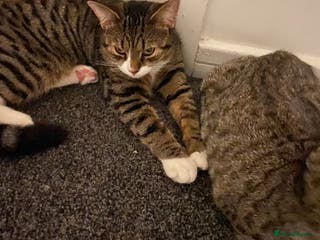 Mixed Breed cats Rooney - 8 month old male kitten. Tabby breed. - Advert 14