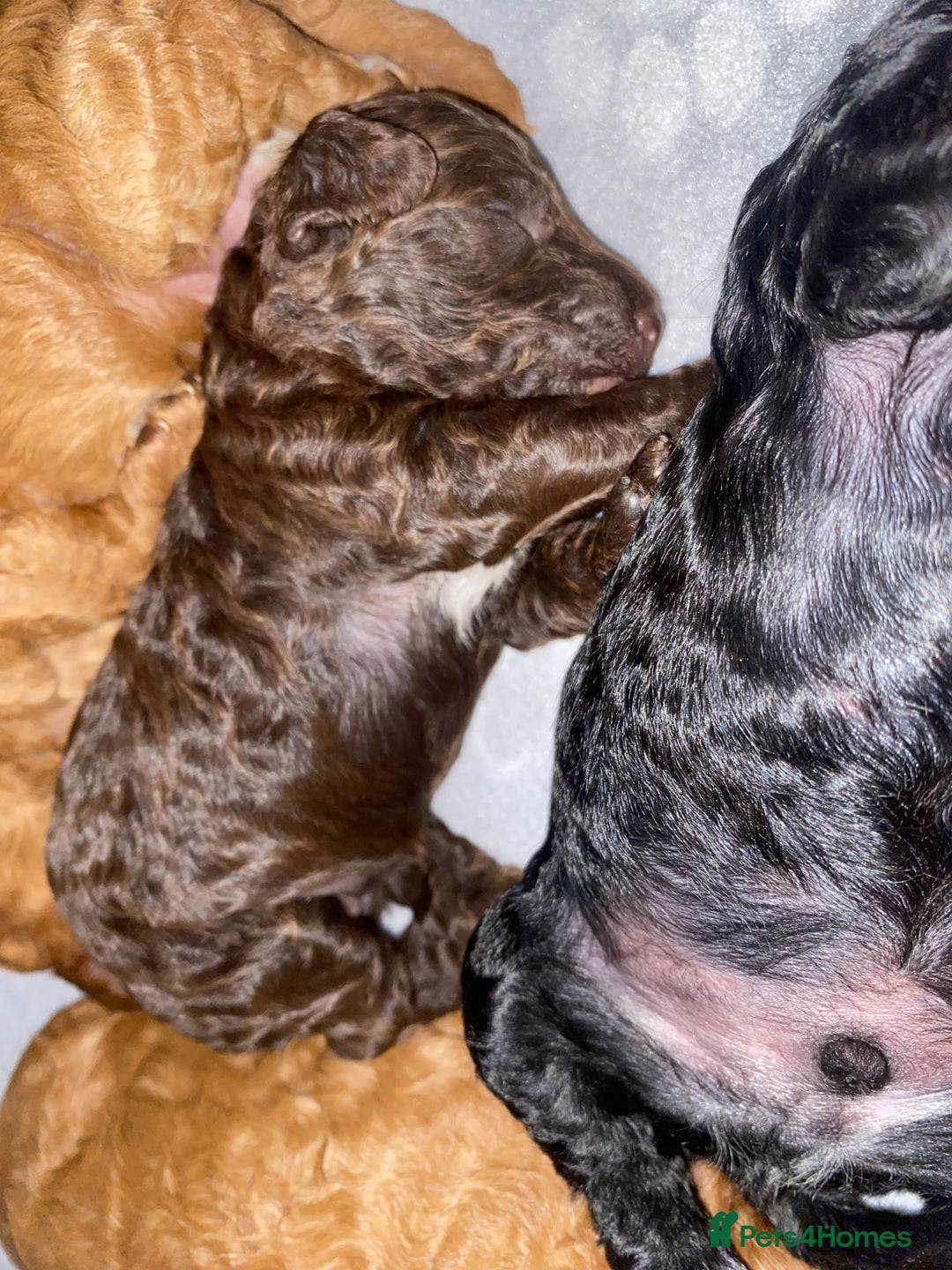 Miniature Poodle dogs for sale: Beautiful Miniature/Toy poodles  - Advert 24