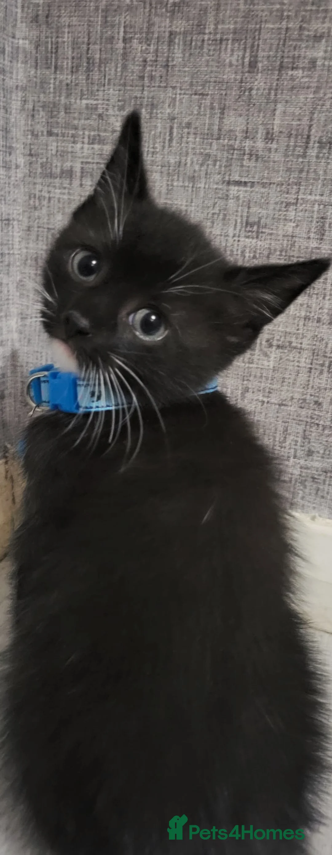 Mixed Breed cats for sale: Kittens  - Advert 2