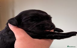 Cockapoo dogs for sale: STUNNING F2 COCKAPOO PUPPIES LOOKING FOR THEIR 🏡 - Image 8