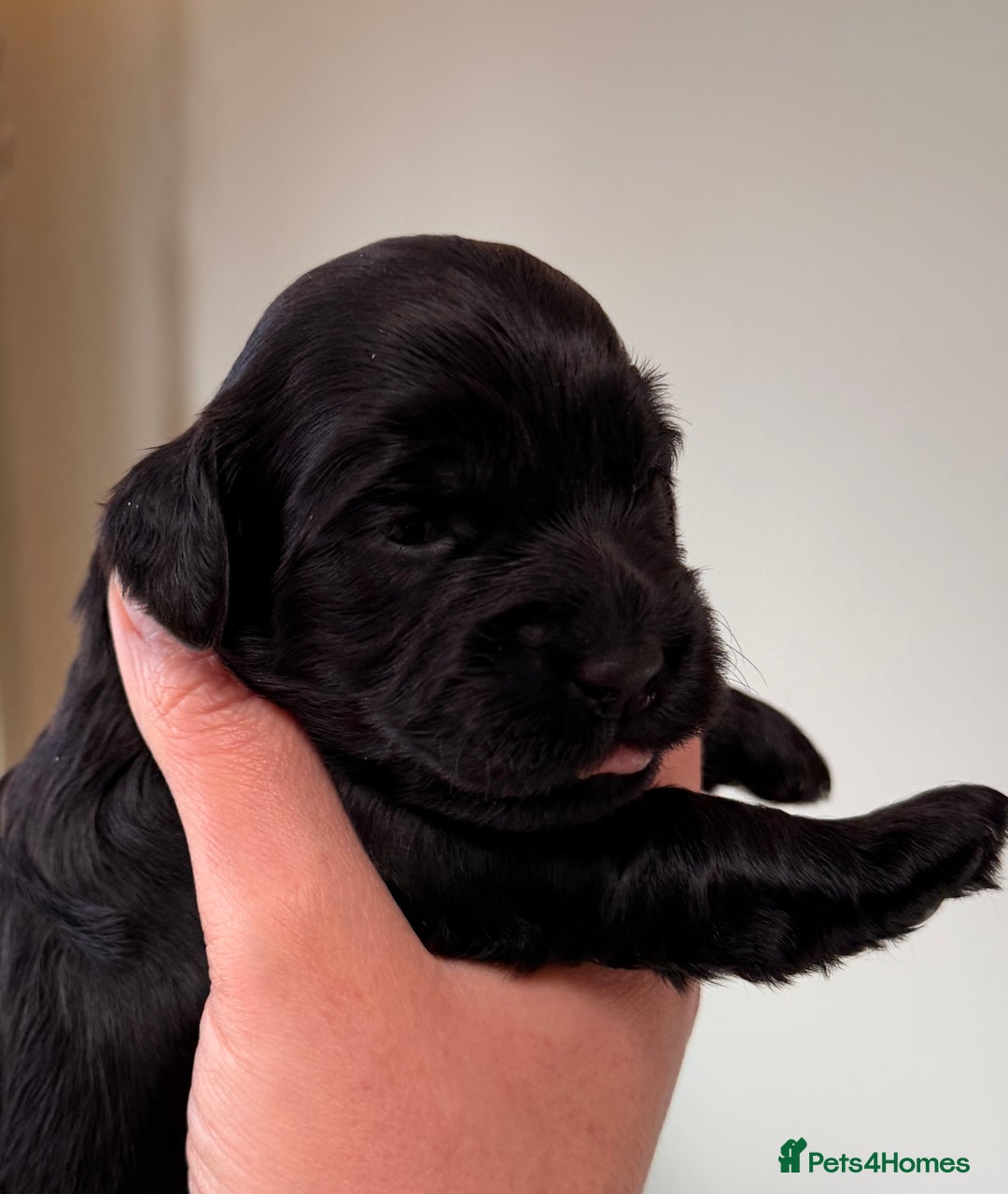 Cockapoo dogs for sale: STUNNING F2 COCKAPOO PUPPIES LOOKING FOR THEIR 🏡 - Image 8