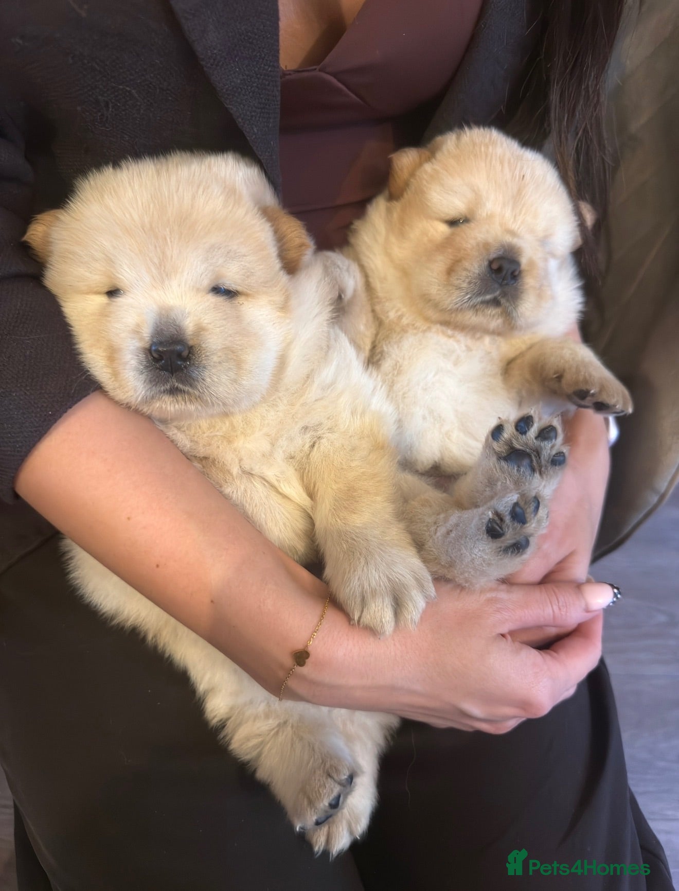Chow Chow dogs Gorgeous Chow Chow Puppies 🐻 - Advert 2