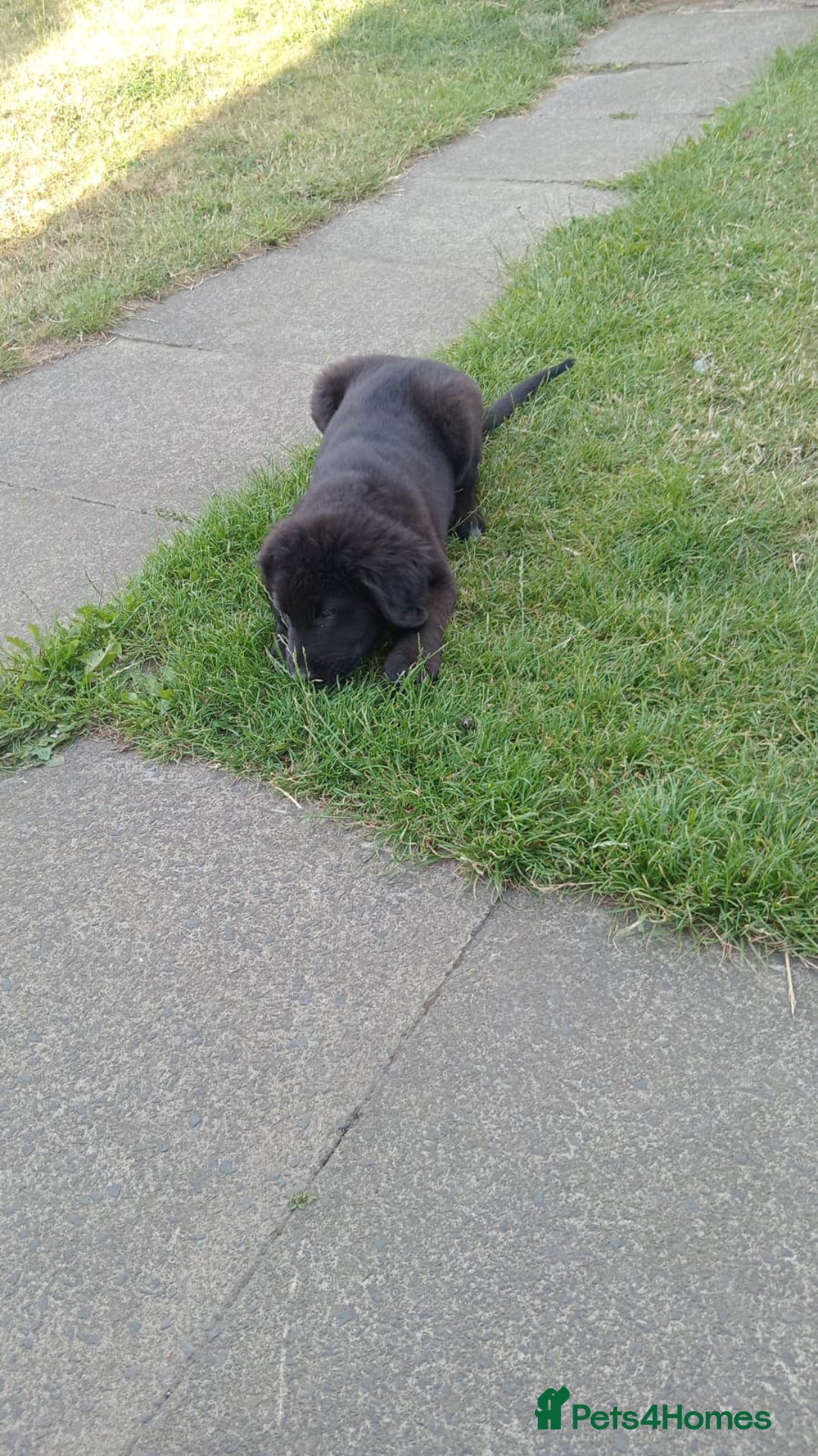 Mixed Breed dogs for sale: Caucasian shepherd cross in Hartlepool - Image 9
