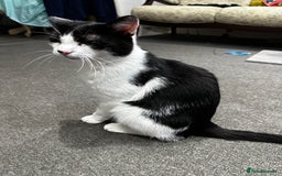 Mixed Breed cats for sale: Billy up for adoption - Image 1
