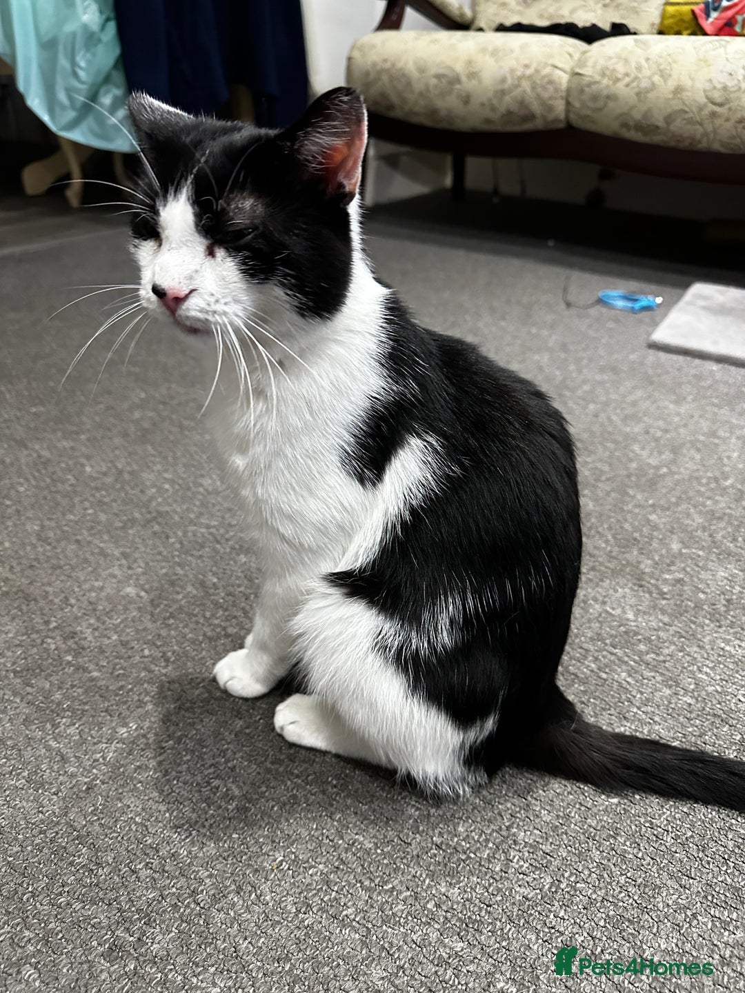 Mixed Breed cats for sale: Billy up for adoption - Image 1