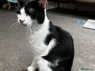 Mixed Breed cats - Advert 22