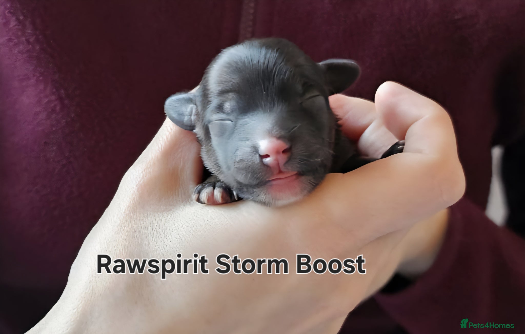 Chinese Crested dogs Powder puff puppies available  - Advert 3