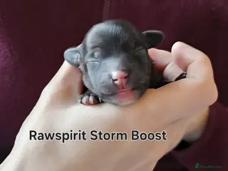 Chinese Crested dogs Powder puff puppies available - Advert 3