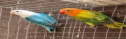 Lovebirds birds for sale: Lovebird fischer's opalines - Advert 3