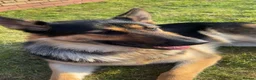 German Shepherd dogs for sale: Male German Shepherd - Lovable/gentle 16month old  in Liverpool - Advert 4