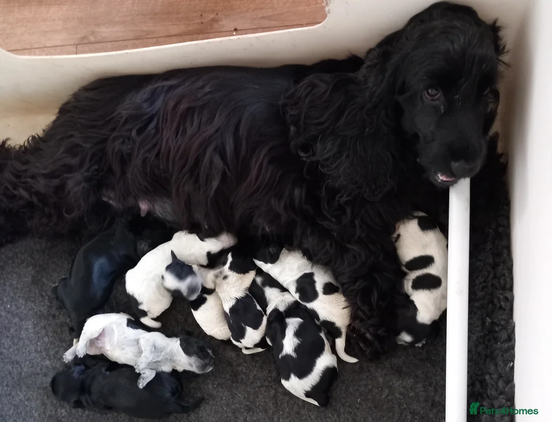 Cocker Spaniel dogs for sale: Loving permanent homes only - Advert 1