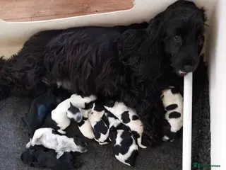 Cocker Spaniel dogs Loving permanent homes only - Advert 1