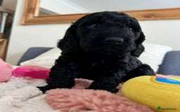 Cockapoo dogs for sale: Adorable Cockapoo puppies waiting for You!  - Image 9
