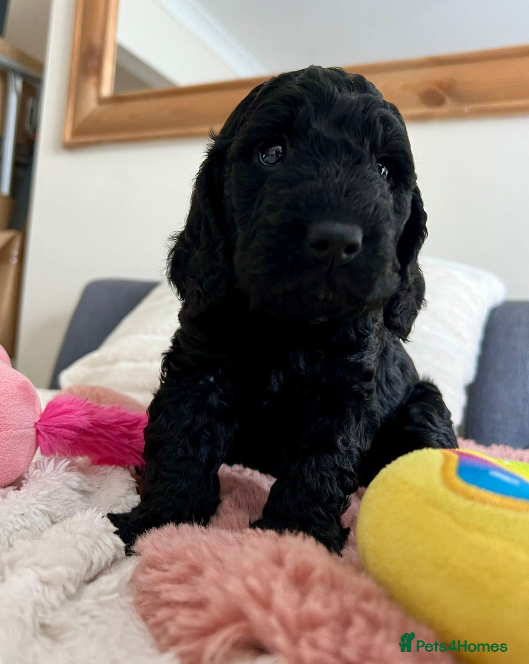 Cockapoo dogs for sale: Adorable Cockapoo puppies waiting for You!  - Image 9