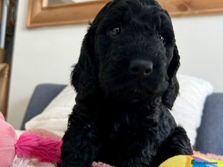 Cockapoo dogs - Advert 8