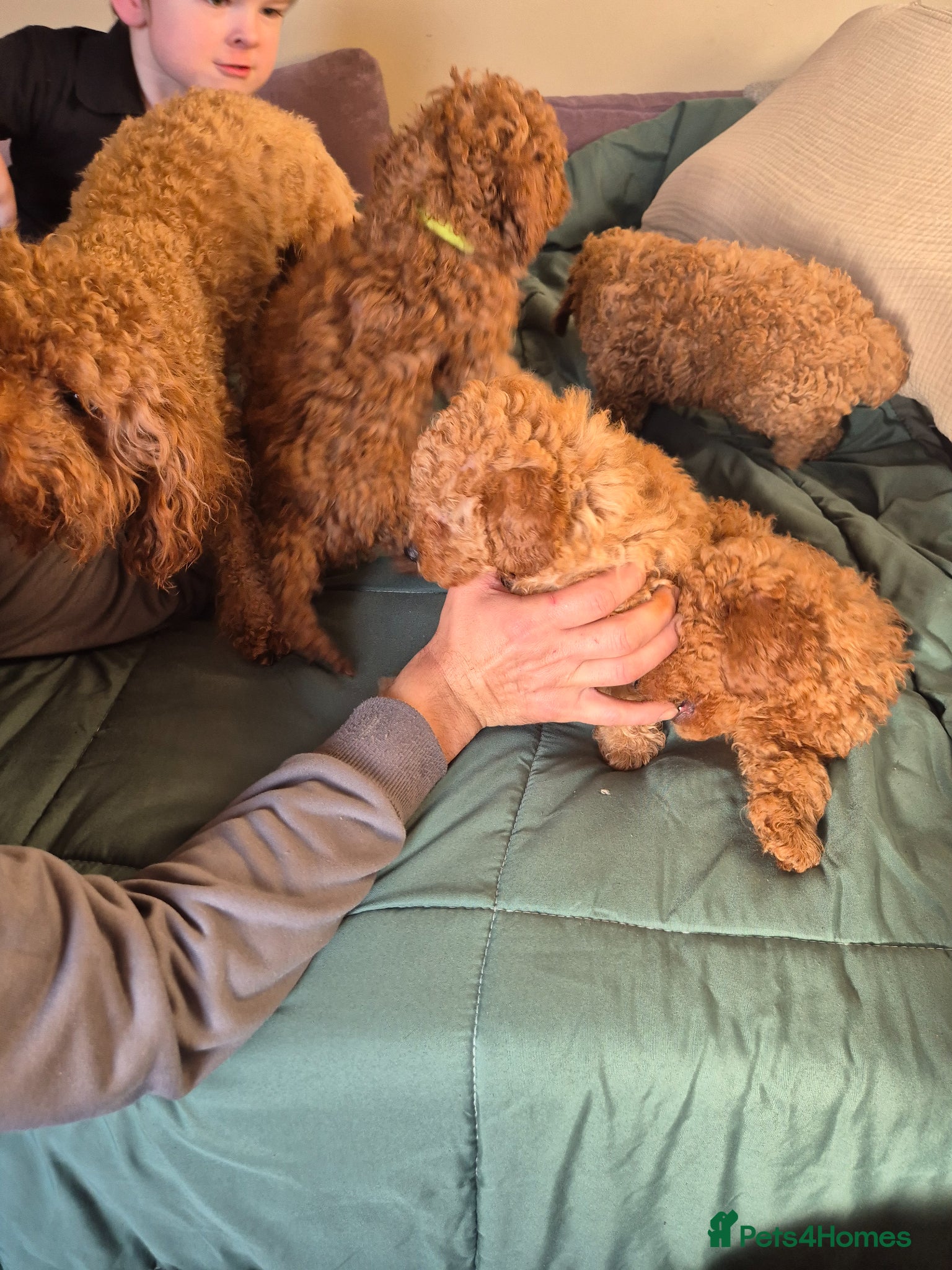 Toy Poodle dogs Toy poodles - Advert 3