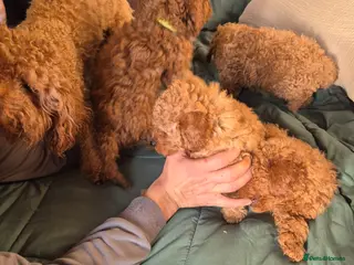 Toy Poodle dogs Toy poodles - Advert 17