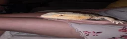 Bearded Dragon reptiles for sale: Orange Bearded Dragon with Complete 4ft Setup in Bolton - Advert 1