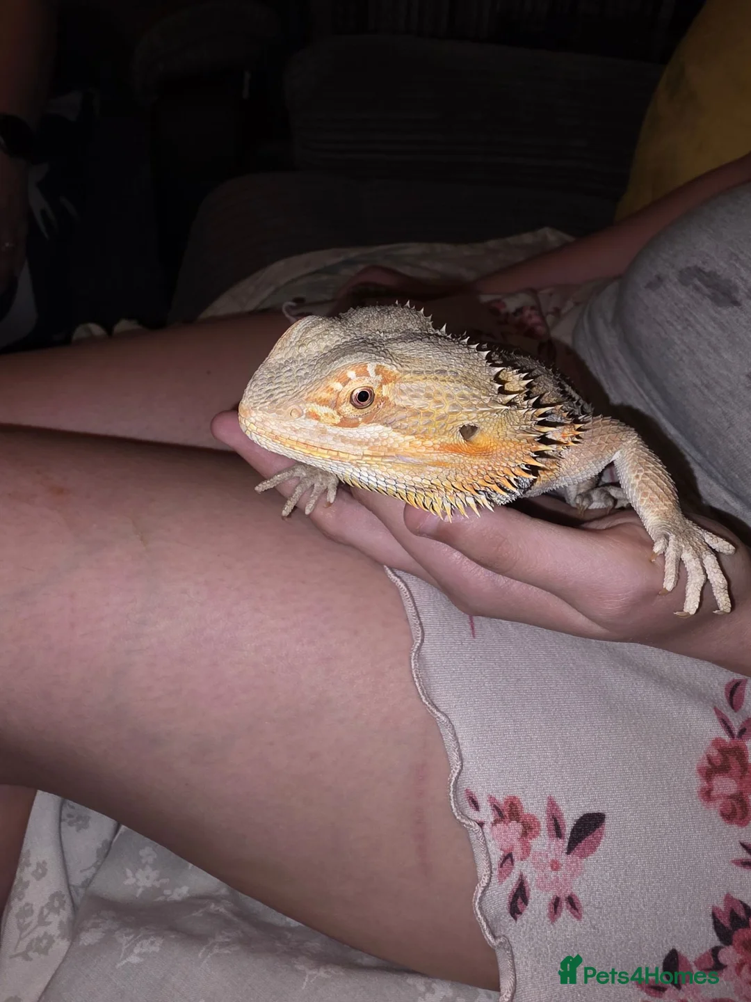 Bearded Dragon reptiles for sale: Orange Bearded Dragon with Complete 4ft Setup in Bolton - Advert 1