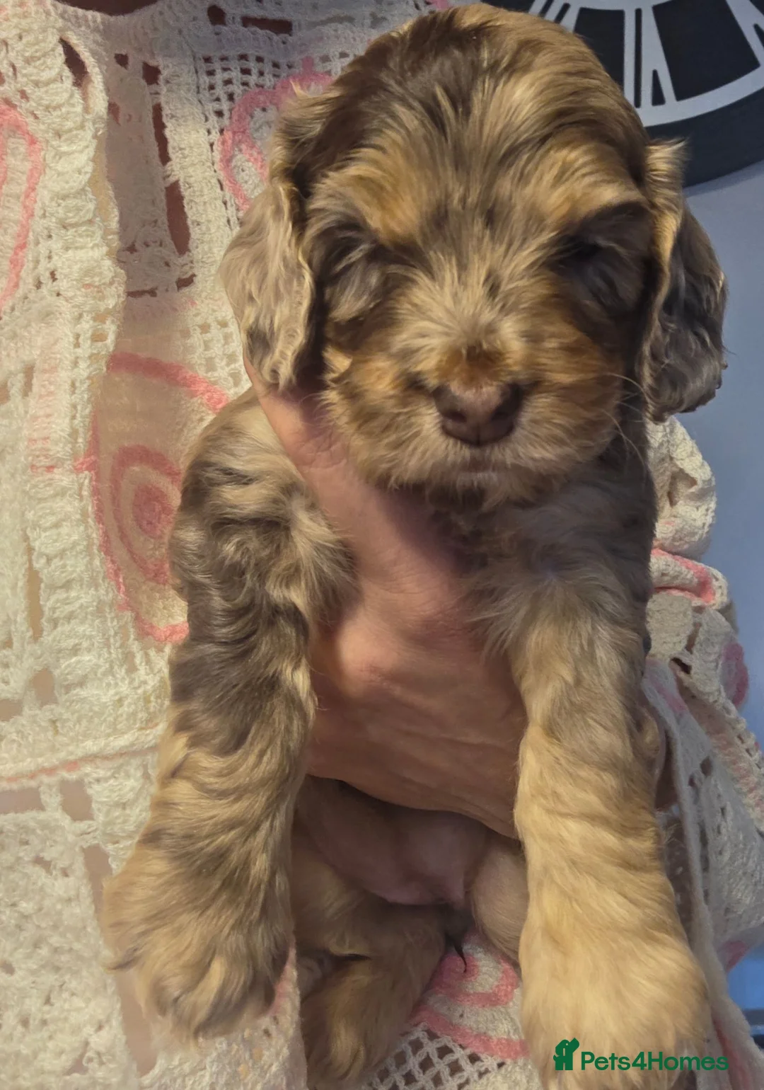 Cockapoo dogs for sale: Stunning health tested cockapoos - Advert 1