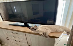 British Shorthair cats for sale: BRITISH SHORTHAIR (Female)  - Image 1