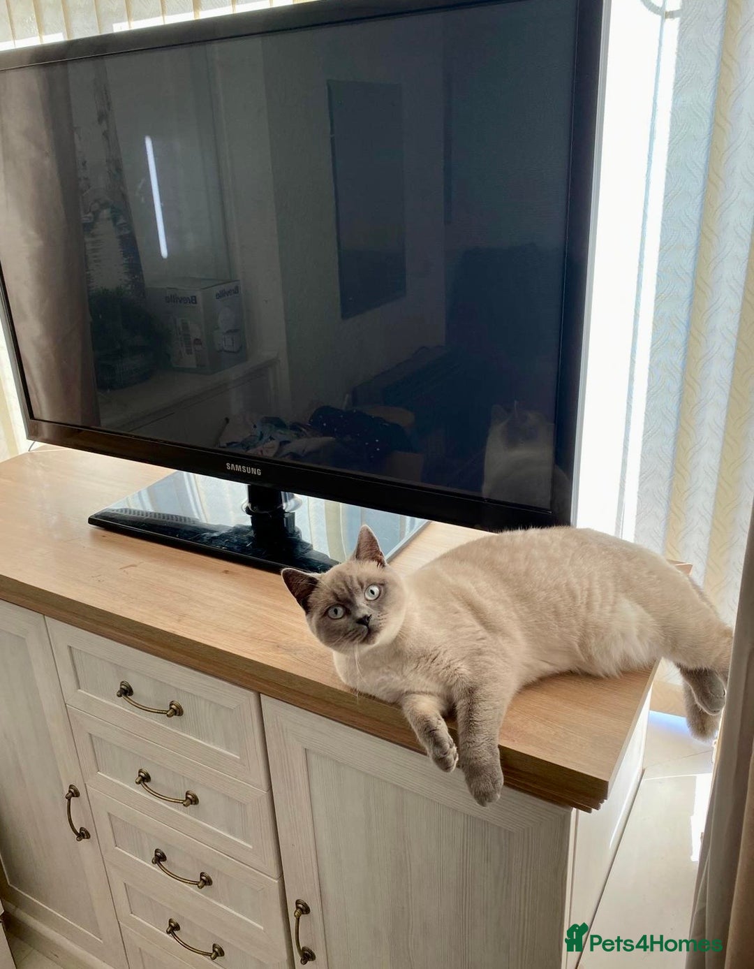 British Shorthair cats for sale: BRITISH SHORTHAIR (Female)  - Image 1