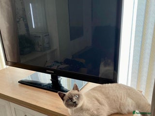 British Shorthair cats - Advert 9