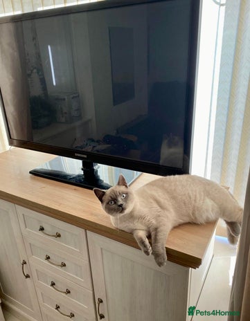 British Shorthair cats - Advert 6