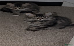 British Shorthair cats for sale: Beautiful British shorthair mix kittens available. - Advert 9