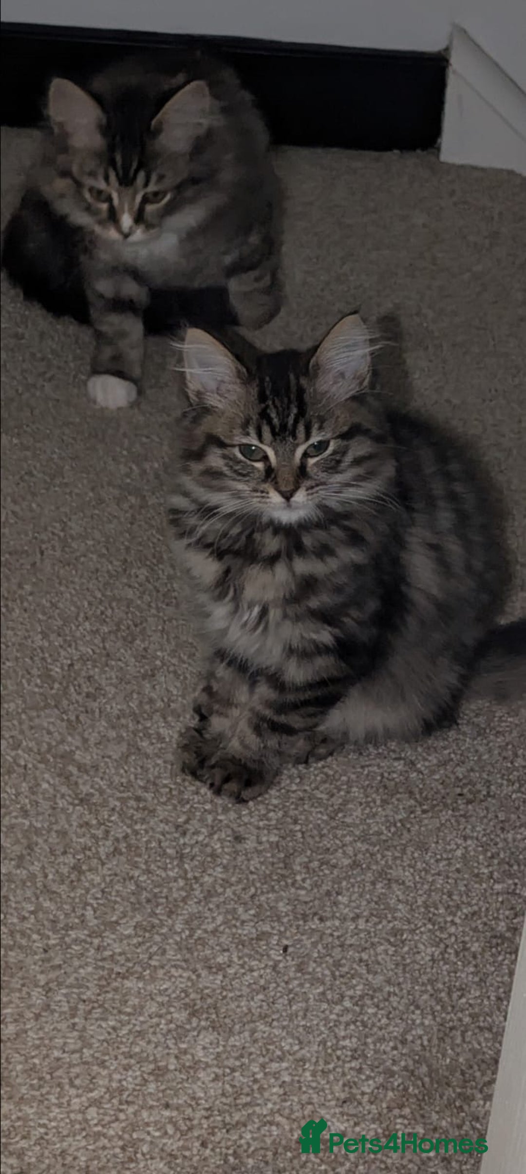 British Shorthair cats for sale: Beautiful British shorthair mix kittens available. - Advert 9