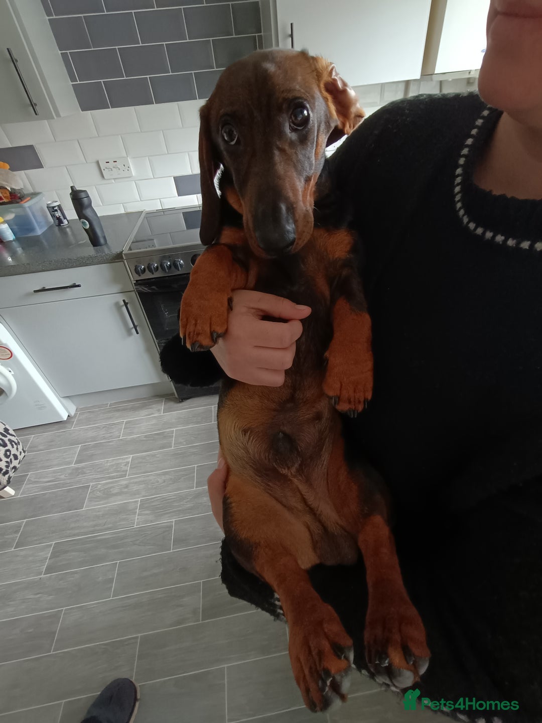 Dachshund dogs for sale: Wonderful Dachshund X Teckel for sale - Advert 1