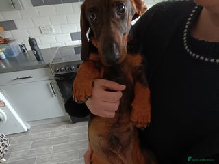 Dachshund dogs Wonderful Dachshund X Teckel for sale - Advert 1