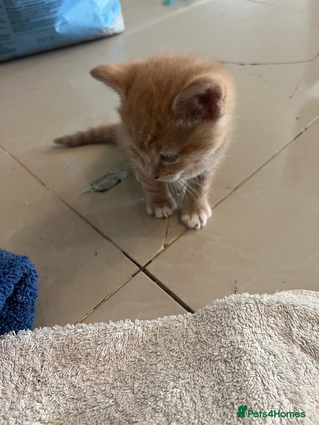 Mixed Breed cats for sale: Litter of 4 cats  - Image 5