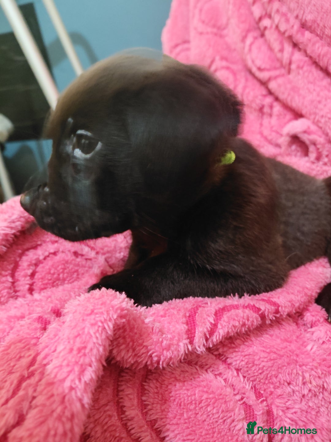 Mixed Breed dogs for sale: Cane corso cross rottweiler pups - Image 6